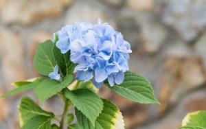 170601-Chris-and-Cami-Photography-0001 - blue hyacinth blossoms