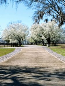 IMG_20180227_140005559 - driveway with blooming trees