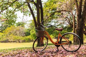 bicycle parked on trail under blooming tree