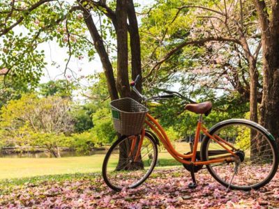bicycle parked under blooming tree