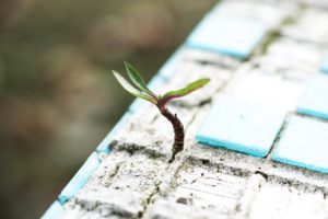 Trauma-Informed Addiction Treatment, trauma-informed, tiny tree growing in crack of tile - trauma