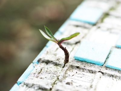 Trauma-Informed Addiction Treatment, trauma-informed, tiny tree growing in crack of tile - trauma