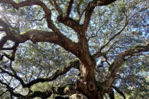 Orangeburg Opiate Rehab, Opiate Rehab Centers Near Orangeburg South Carolina