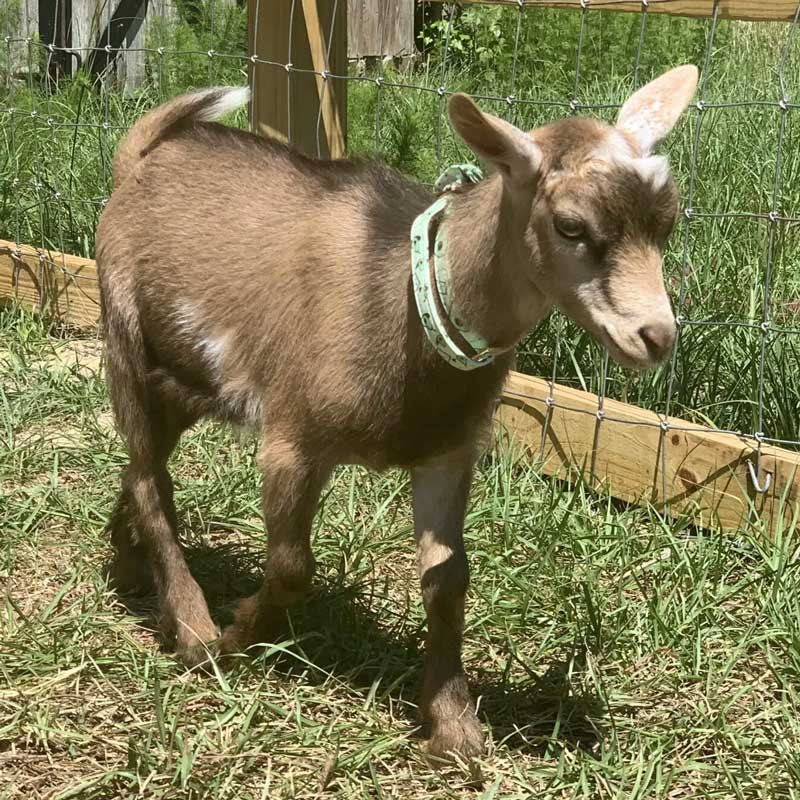 A small brown goat with a green collar stands on grass near a wooden fence in bright sunlight.