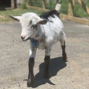 A young white and black spotted goat stands on a sunlit concrete path, wearing a colorful collar. A wooden fence and grassy area are visible in the background.