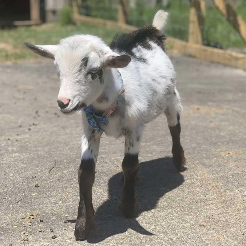 A young white and black spotted goat stands on a sunlit concrete path, wearing a colorful collar. A wooden fence and grassy area are visible in the background.
