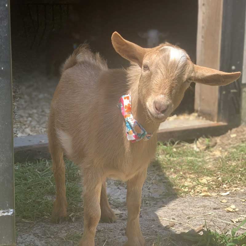 A brown baby goat wearing a colorful floral bow stands on grass near the entrance of a dark wooden shelter on a sunny day.