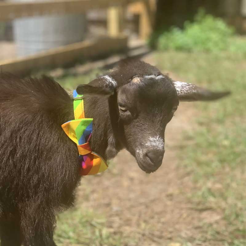 A black goat with white markings wears a colorful rainbow bowtie while standing on grass in sunlight.