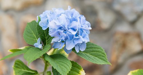 A close-up of a blooming light blue hydrangea flower with green leaves, set against a blurred stone wall background.