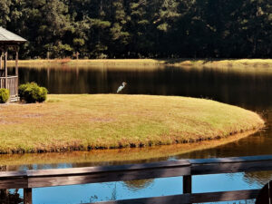 A white heron stands on a grassy island in the middle of a pond, with trees in the background and a wooden fence in the foreground.