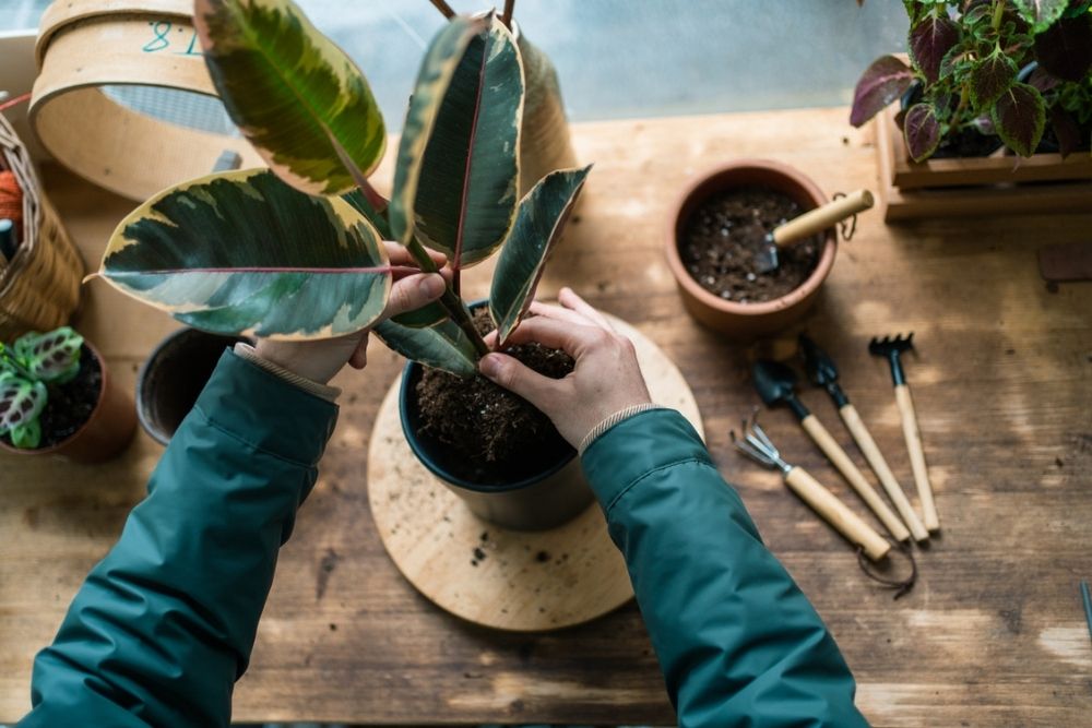 A person in a green jacket repots a leafy plant at a wooden table, surrounded by gardening tools, potted plants, and soil.