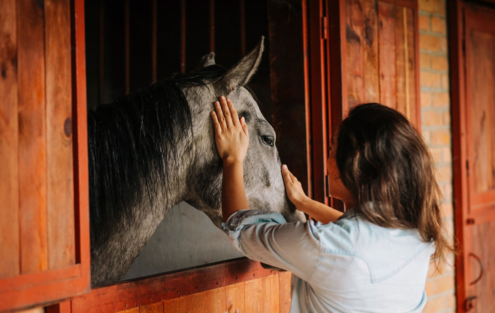 A person in a light denim shirt gently pets a gray horse standing inside a wooden stable, touching its head with both hands.