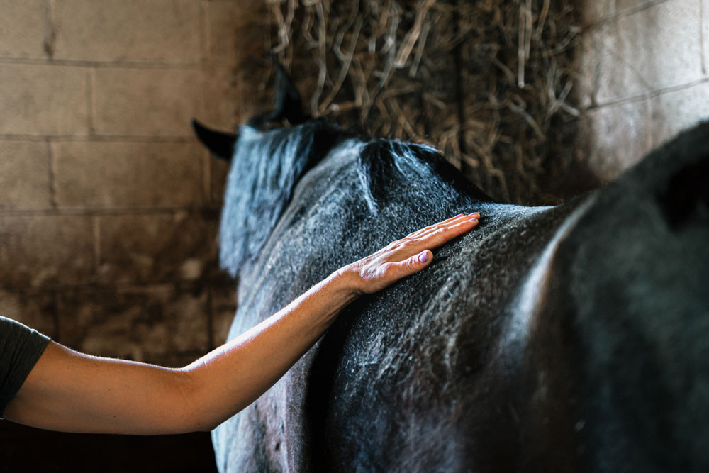 A person rests their hand gently on the back of a black horse standing in a barn with straw in the background.