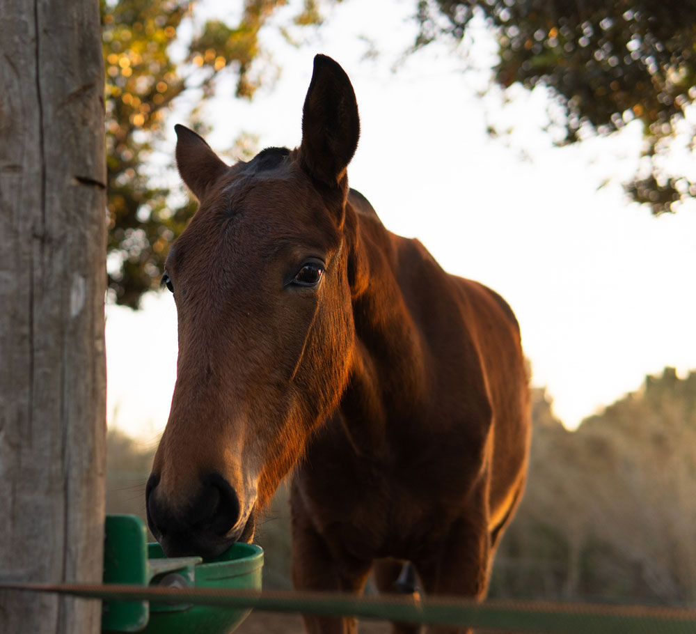 A brown horse stands near a wooden post, drinking water from a green trough, with trees and sunlight in the background.
