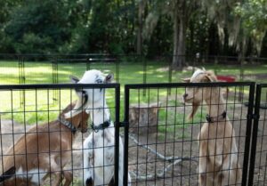 Three goats stand in a fenced outdoor pen. Two goats are close to the fence, one chewing on it, while the third goat stands nearby. Trees and grassy areas are visible in the background.