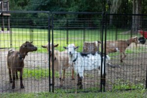 Five goats stand inside a fenced enclosure on dirt and grass, with trees and a grassy yard in the background. The goats have various brown, white, and black markings.